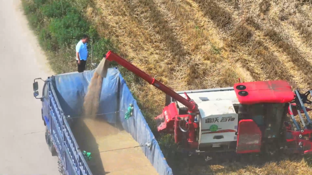 “三夏”生产一线观察｜智能农业“慧”丰收(图3)