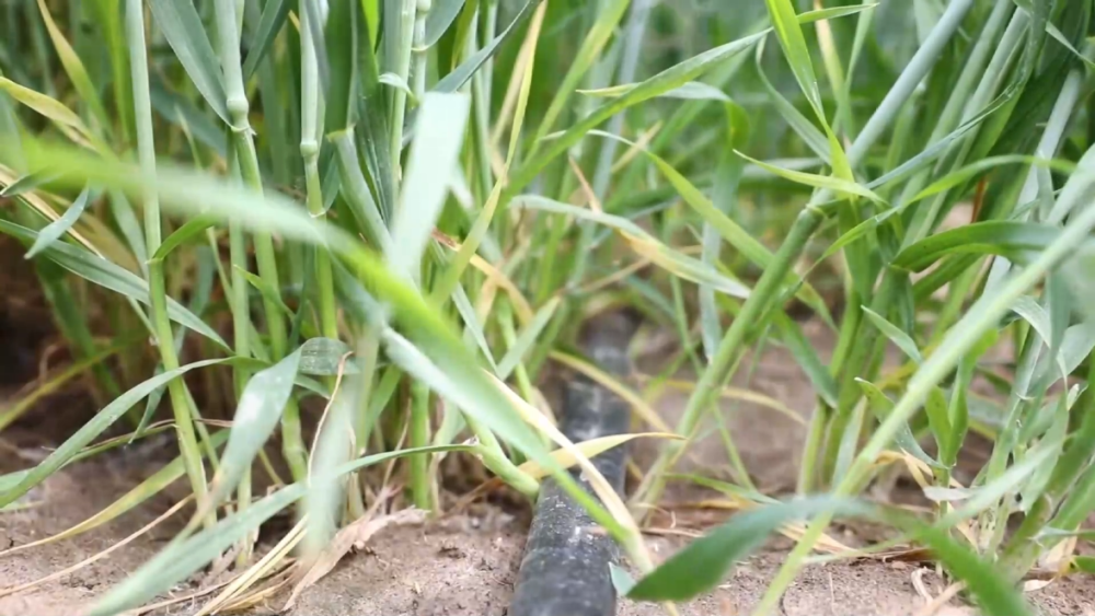 “三夏”生产一线观察｜智能农业“慧”丰收(图5)