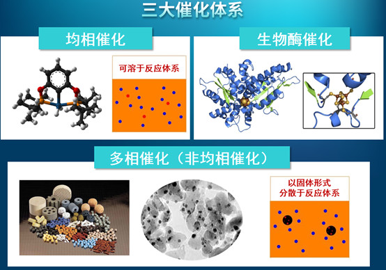 上海科研团队攻克角鲨烯生物合成难题