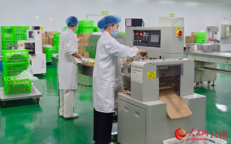 干热河谷里种出一片“甜”(图7)